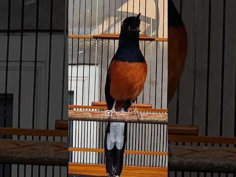 masteran murai batu gacor isian komplit Nembak Cililin #muraibatugacor #muraiisiancililin #murai