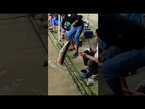 Strek babon jumbo kolam pemancingan dayakan