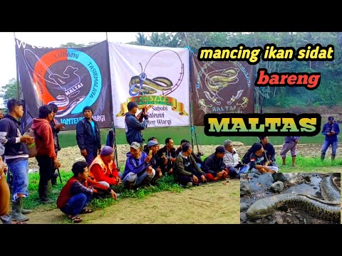 mancing sidat…‼️mabar dengan komunitas mancing lubang tasikmalaya//MALTAS