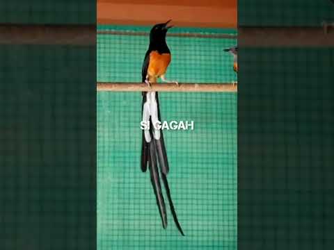 MURAI BATU EKOR PANJANG – SI GAGAH #shorts #muraibatu