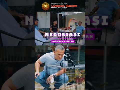Negosiasi Paling Alot Murai Batu Lambada Reborn  #muraibatu #lambadareborn