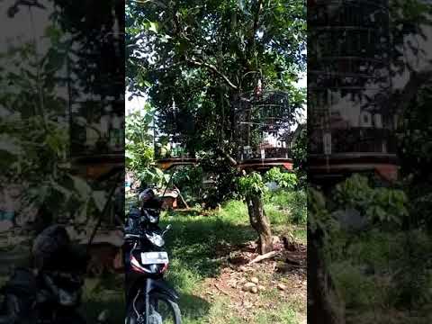 KMBC (komunitas murai batu ciamis) jawa barat kertasari