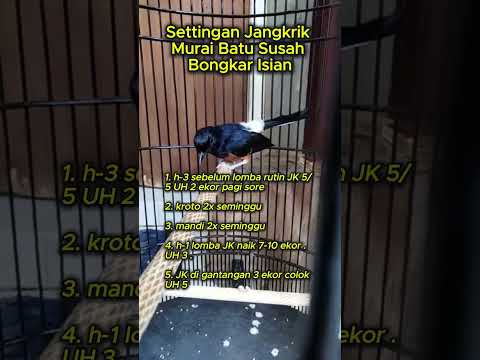 settingan jangkrik murai batu susah bongkar isian #muraibatu