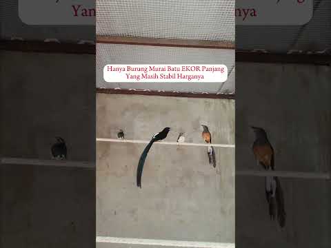 Burung Yang Sudah Terjangkau Untuk Kicau Mania#murai #muraibatu #muraibatujuara #tu