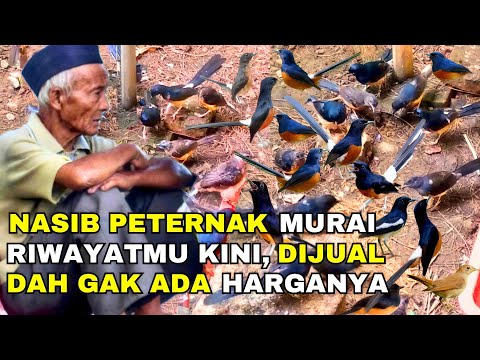 NASIB PETERNAK MURAI RIWAYATMU KINI, AKIBAT PERSAINGAN HARGA SAMA PEDAGANG