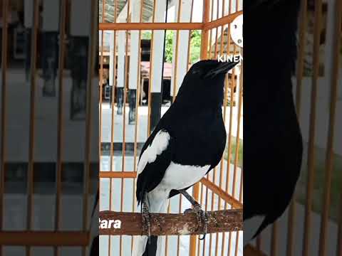 PALING DICARI KICAU MANIA SUARA BURUNG SEPERTI INI PANCINGAN CEPAT NGEPLONG