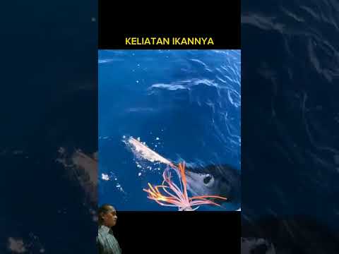 SEKELOMPOK KOMUNITAS MANCING..STRIKE MARLIN #short #shortvideo