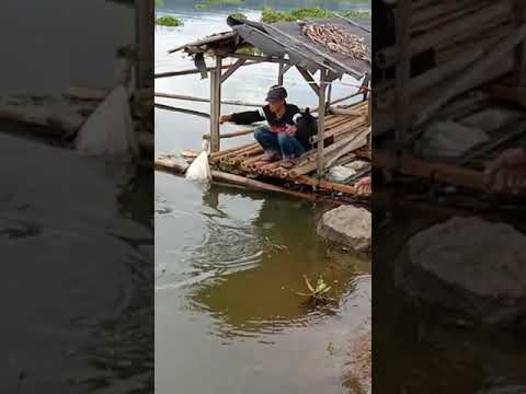 mancing cirata terbaru :bleseng badot nila dipinggir rakit mabar milad komunitas pemancing cimahi