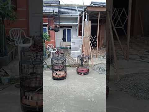 Komunitas murai batu GBM #pecintamurai#kicaumurai#rawatanmuraibatu