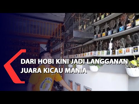 Dari Hobi Kini Jadi Langganan Juara Kicau Mania