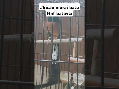 #kicau murai batu#hobi muray#komunitas muray #persatuan murai #silaturahmi murai batu