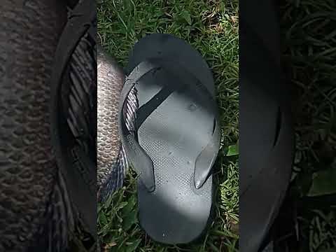 2kg nila silver #mancing #mancingliar