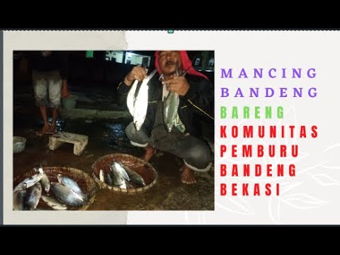 GURU PANCING Mancing Bandeng bareng KOMUNITAS PEMBURU BANDENG BEKASI di empang Aa Sembilangan