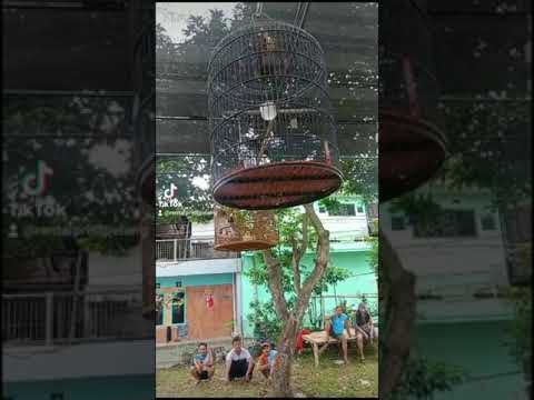 Latberan Mingguan Rutin Komunitas Murai Batu Di Kampung Bioro Malang