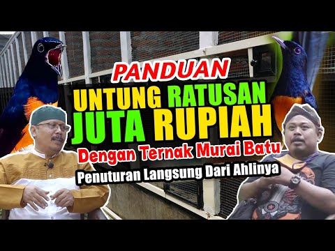 #1 RAUP UNTUNG RATUSAN JUTA RUPIAH DARI TERNAK MURAI BATU –  KOMUNITAS PETERNAK MURAI BATU (KPMB)