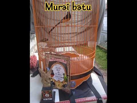 Lomba Murai Batu#videoshort