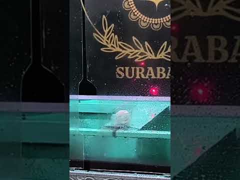 Kompetisi Batu Tembak Nusantara Surabaya Jawa Timur #batuakik #4newsgoo