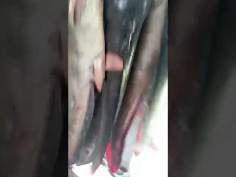Mancing Besar – Besaran,Komunitas B. PLUS.,Inilah jumlah ikan yg Berhasil Terangkat! #fishing