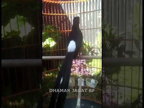 MURAI BATU GACOR | Dhamar Jagat Bird Farm
