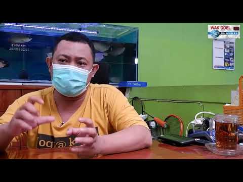 Murai Batu#murai batu#Ular#Hobby Reptil#National Geograpic#Burung#Komunitas Burung#Apartemen