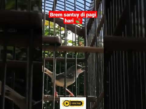 Pancingan Ciblek Gacor di Pagi Hari ‼️ – Kicau Mania Shorts