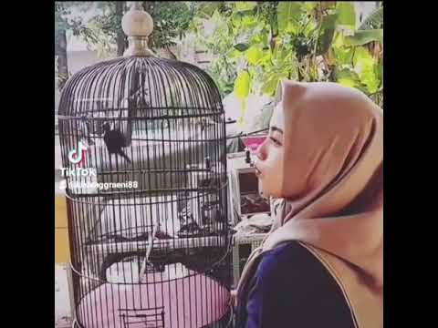 STORY WA KICAU MANIA CANTIK