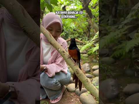 Salam kicau mania…. #muraibatumedan #birds #muraibatu #aviary #aviarymuraibatu