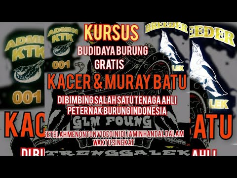 CARA MENJODOHKAN BURUNG KACER YANG DAN MURAY BATU DI BIMBING ADMIN KOMUNITAS TERNAK KACER