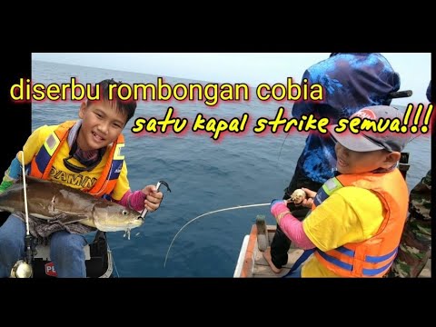 Serunya acara fun fishing bersama teman2 komunitas Mancing De Belitong.. diserbu cobia!!!