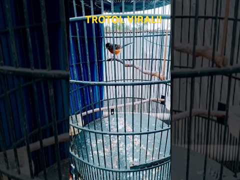 jemur anakan burung murai batu anakan trah prestasi. #viralshorts   #kicaumania #duniahobi