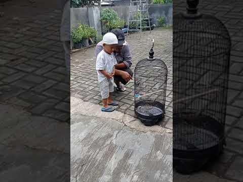 burung,burung berkicau, kicau mania