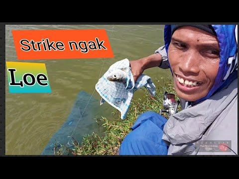 Mancing  bandeng  6000 Ekor Borongan Tambak 1hektar,aniversari  ke-1 komunitas mancing Sepat rawa.
