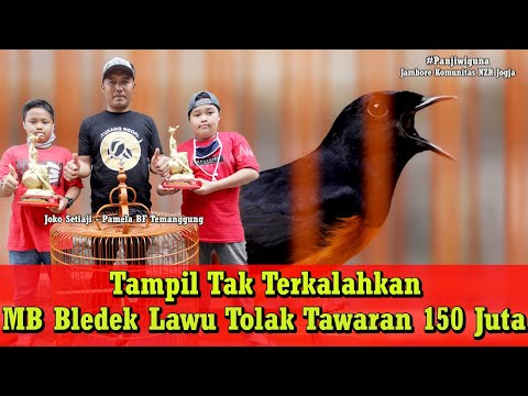 Jambore Komunitas Kicau Mania – Baru 2 Kali Nampil, Murai Batu Bledek Lawu Langsung Ditawar 150 Juta