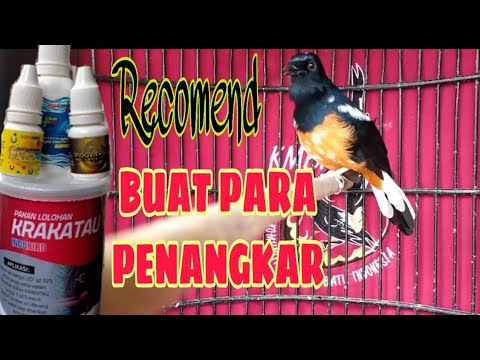 BANYAK BONUS AKTIF DI GRUP KOMUNITAS MURAI BATU DAN BANYAK ILMU