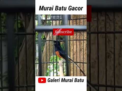 muray batu emosi isian jos #shorts #short #shortvideo #muraibatu