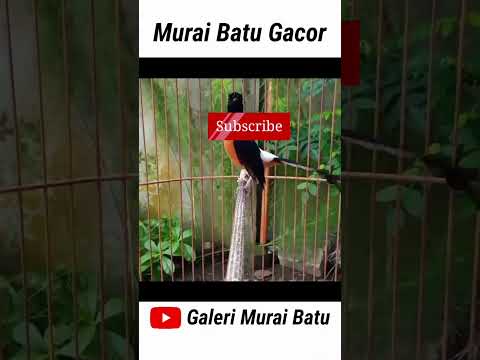 muray batu emosi isian MEWAH #shorts #short #shortvideo #muraibatu