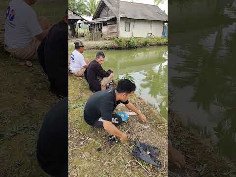 TERNYATA MANCING IKAN NILA MENGGUNAKAN PIRANTI UDANG GALAH MEMANG JOSSS #shortsvideo