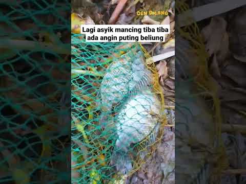 Mancing ikan nila di rawa ketika angin besar #tilapiafish