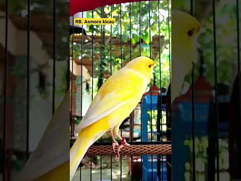 Burung kenari gacor || kenari mania || kicau mania || canary singing || canaries singing || canario