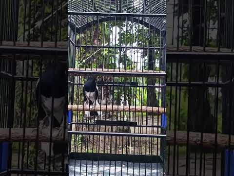 PALING DICARI KICAU MANIA SUARA BURUNG SEPERTI INI PANCINGAN CEPAT NGEPLONG
