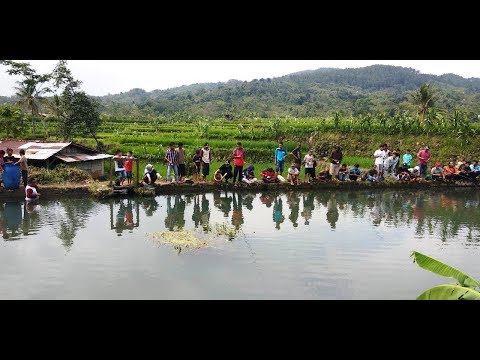 TEBAR BENIH IKAN NILA DI SUNGAI BERSAMA KOMUNITAS MANCING