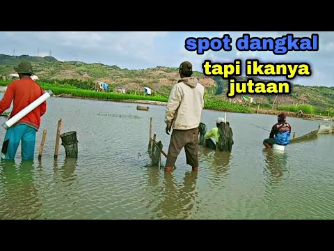 komunitas mancing kumpul barburu strike tilapia//mancing nyobok