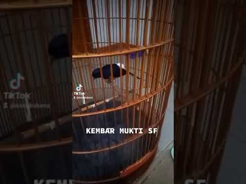murai batu isian nya mantap