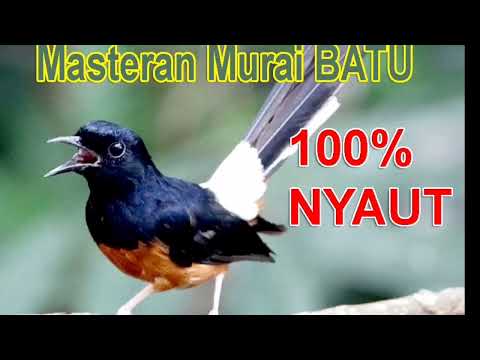 AMPUH MASTERAN MURAI BATU | HATI-HATI
