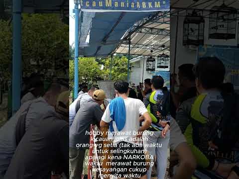 KKB turun gunung dan Menang  murai batu kacer kontes burung berkicau komunitas @wwbk.