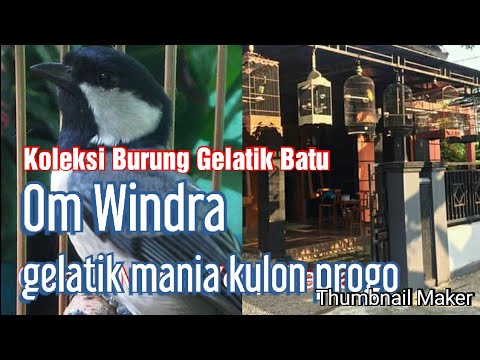 Burung gelatik kembali jadi idola kicau mania | gelatik mania kulon progo