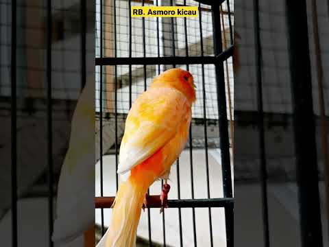 Suara burung kenari || kenari mania || kicau mania || canary singing || canaries singing || canario