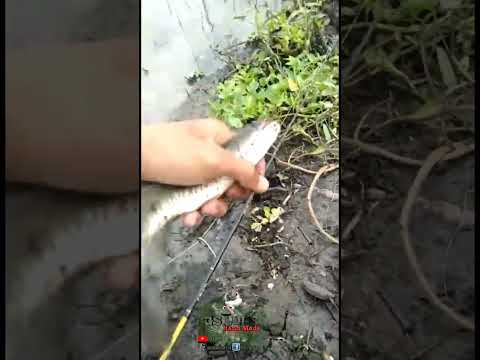 Casting Gabus Kocolan Pelepas Candu #Shorts