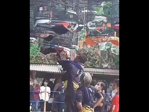 story’wa kicau mania di gantangan