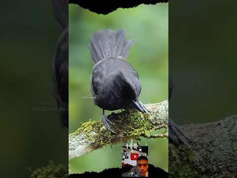 KICAU MANIA #studiokicau